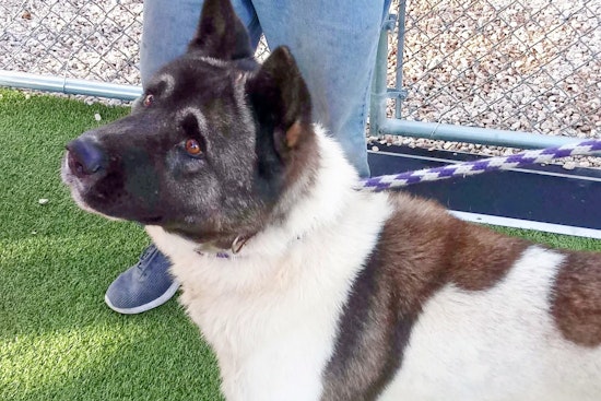 Dogs in Virginia Beach looking for their furr-ever homes