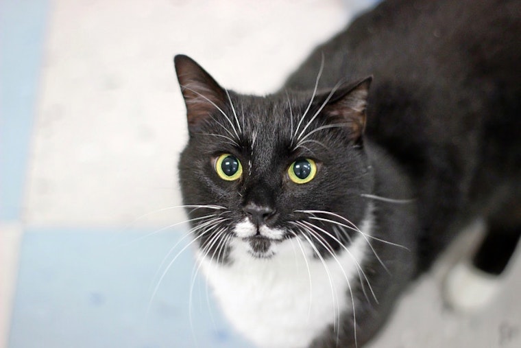 Cats in Raleigh looking for their furr-ever homes