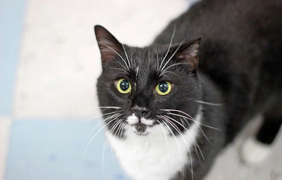 Cats in Raleigh looking for their furr-ever homes
