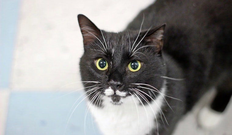 Cats in Raleigh looking for their furr-ever homes