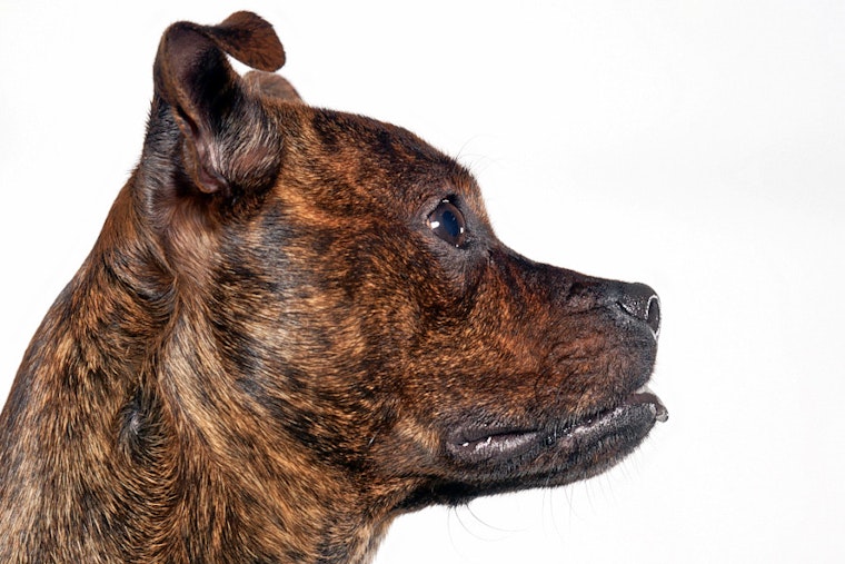 Puppies in Charlotte looking for their furr-ever homes