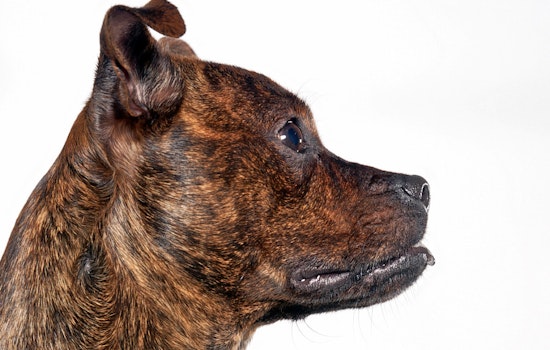 Puppies in Charlotte looking for their furr-ever homes