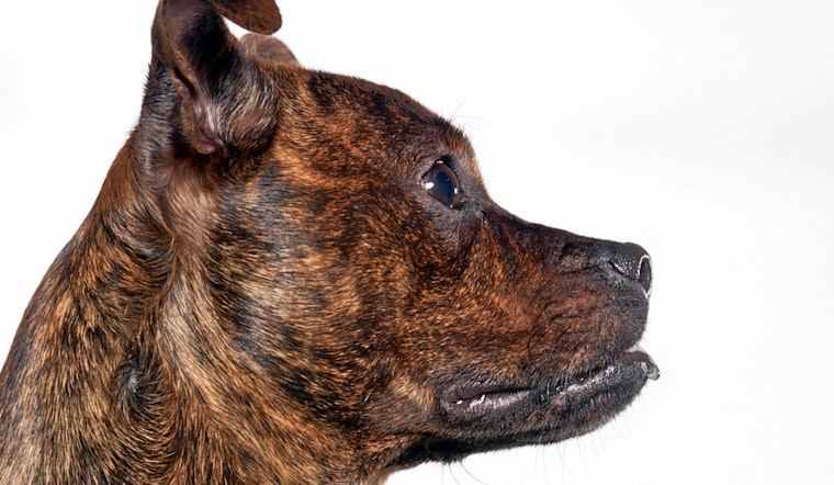Puppies in Charlotte looking for their furr-ever homes