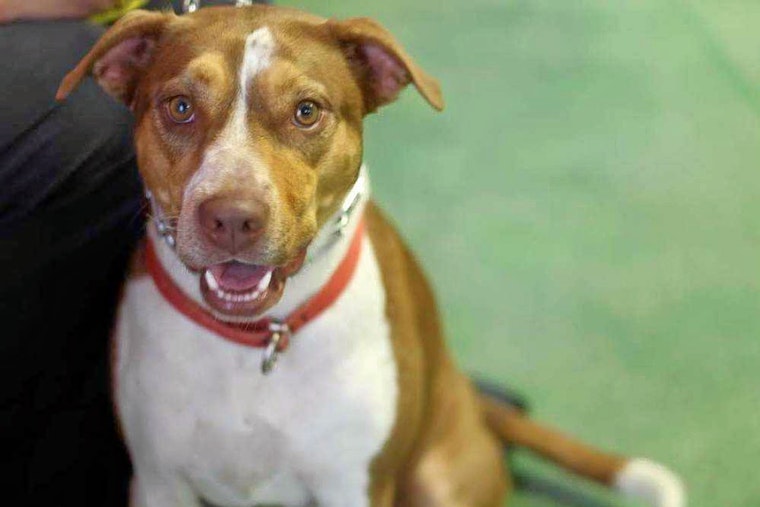 Dogs in Atlanta looking for their furr-ever homes