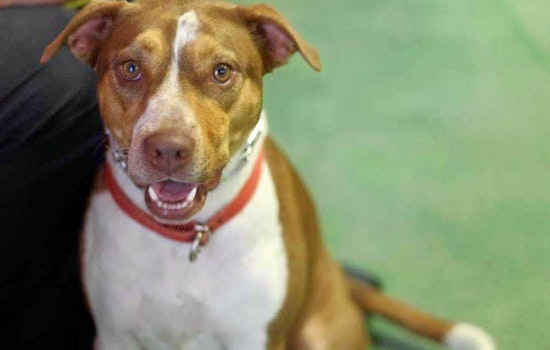 Dogs in Atlanta looking for their furr-ever homes