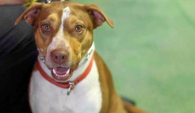 Dogs in Atlanta looking for their furr-ever homes