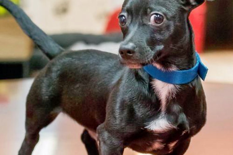 Puppies in Miami looking for their furr-ever homes