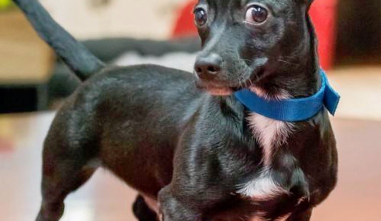 Puppies in Miami looking for their furr-ever homes