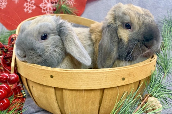 Rabbits in Indianapolis looking for their furr-ever homes