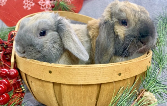 Rabbits in Indianapolis looking for their furr-ever homes