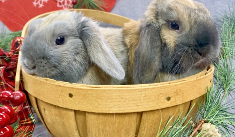 Rabbits in Indianapolis looking for their furr-ever homes