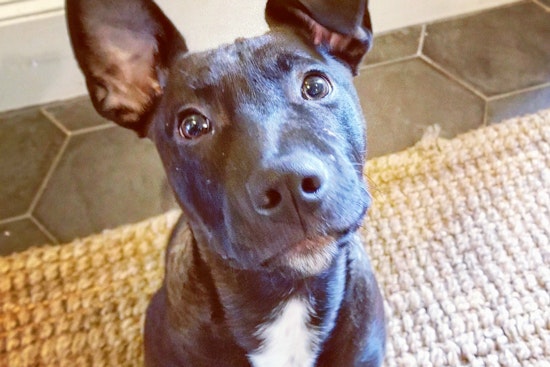 Puppies in Nashville looking for their furr-ever homes