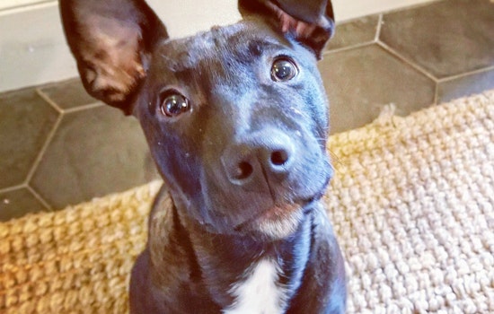 Puppies in Nashville looking for their furr-ever homes