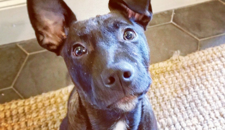 Puppies in Nashville looking for their furr-ever homes
