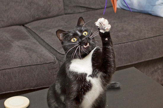 Cats in Milwaukee looking for their furr-ever homes