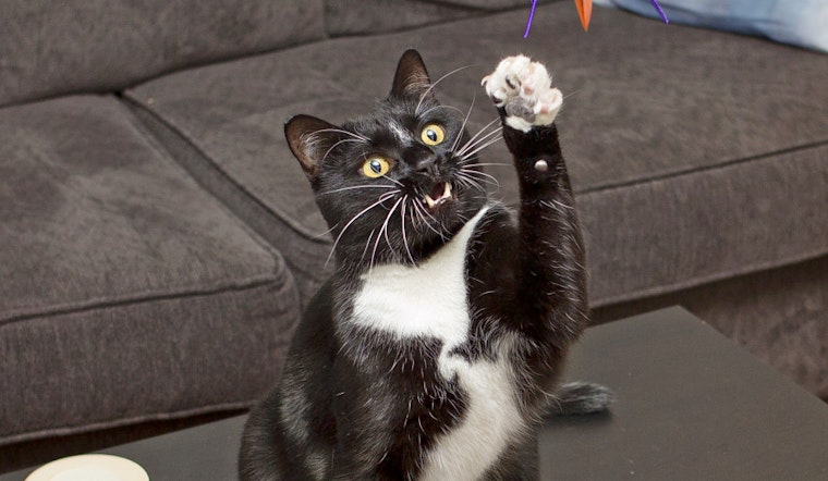 Cats in Milwaukee looking for their furr-ever homes