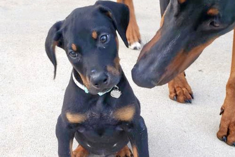 Puppies in Minneapolis looking for their furr-ever homes