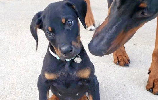 Puppies in Minneapolis looking for their furr-ever homes