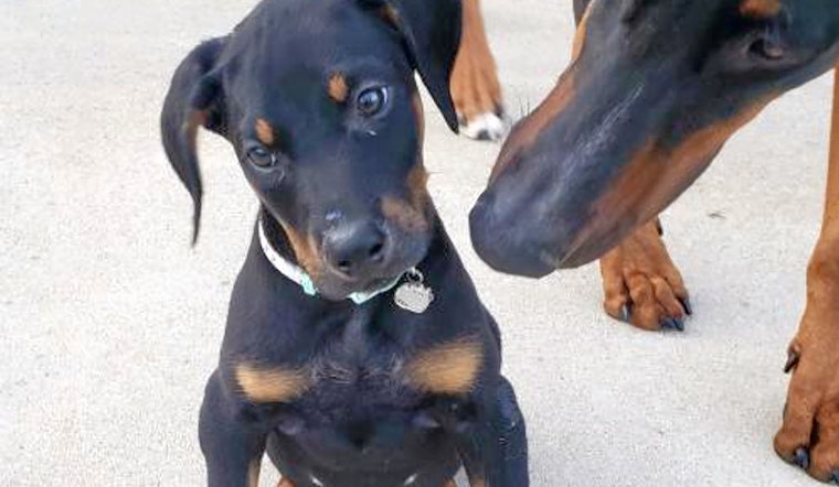 Puppies in Minneapolis looking for their furr-ever homes