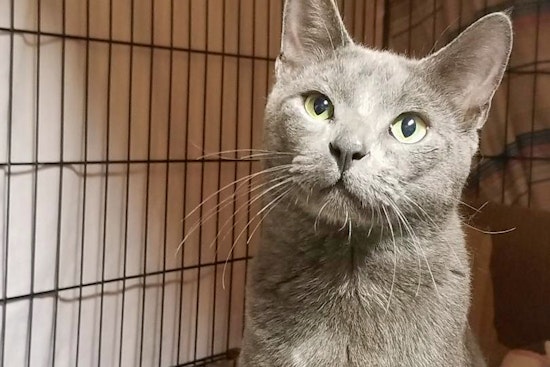 Cats in Chicago looking for their furr-ever homes