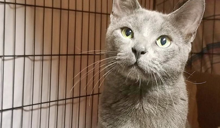 Cats in Chicago looking for their furr-ever homes