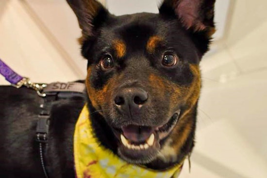 Dogs in Memphis looking for their furr-ever homes