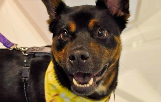 Dogs in Memphis looking for their furr-ever homes