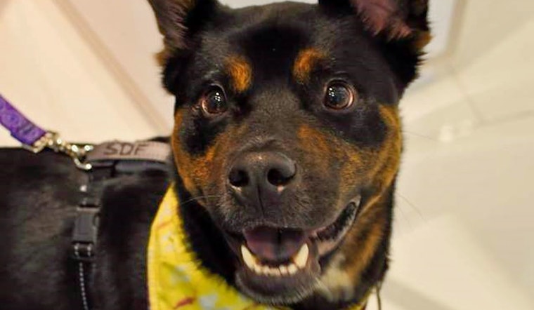 Dogs in Memphis looking for their furr-ever homes