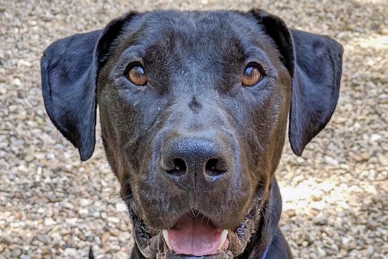 Dogs in New Orleans looking for their furr-ever homes