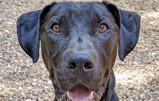 Dogs in New Orleans looking for their furr-ever homes