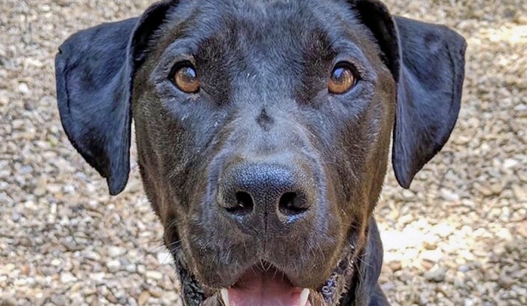 Dogs in New Orleans looking for their furr-ever homes