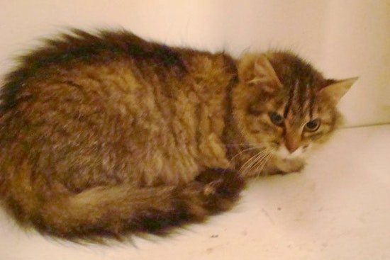 Cats in St. Louis looking for their furr-ever homes