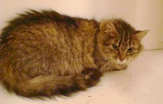 Cats in St. Louis looking for their furr-ever homes