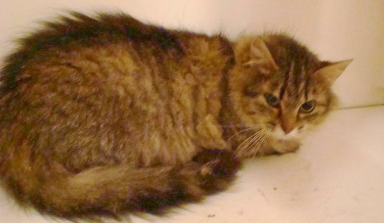 Cats in St. Louis looking for their furr-ever homes