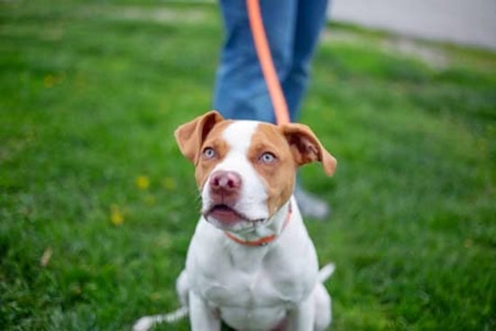 Puppies in Kansas City looking for their furr-ever homes
