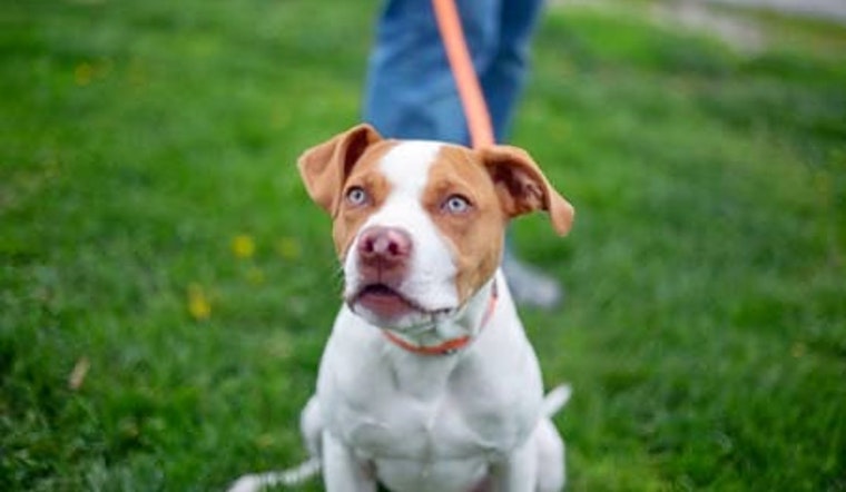Puppies in Kansas City looking for their furr-ever homes