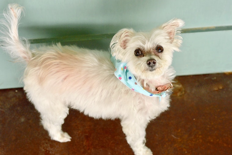 Dogs in San Antonio looking for their furr-ever homes