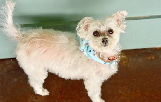 Dogs in San Antonio looking for their furr-ever homes