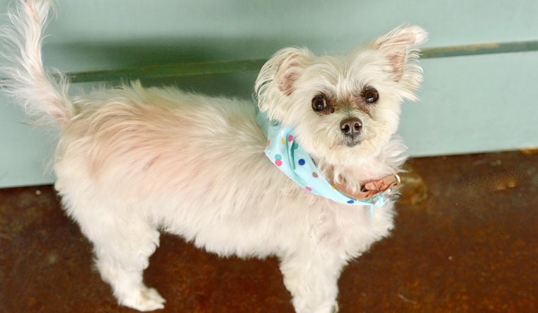 Dogs in San Antonio looking for their furr-ever homes