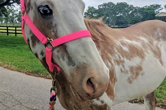 Horses in Houston looking for their furr-ever homes