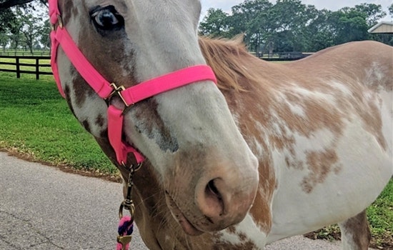 Horses in Houston looking for their furr-ever homes