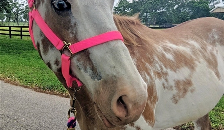Horses in Houston looking for their furr-ever homes