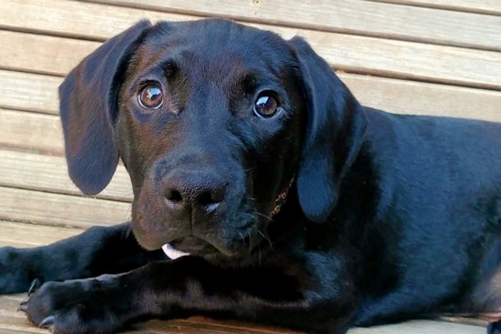 Puppies in Dallas looking for their furr-ever homes