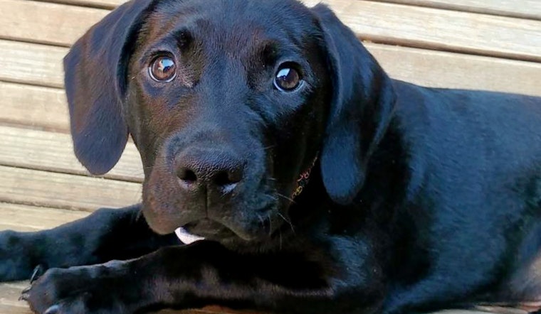 Puppies in Dallas looking for their furr-ever homes