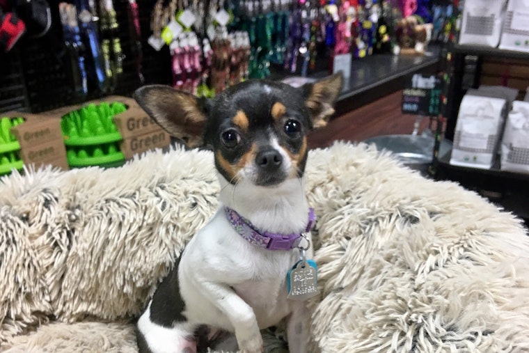 Dogs in Plano looking for their furr-ever homes