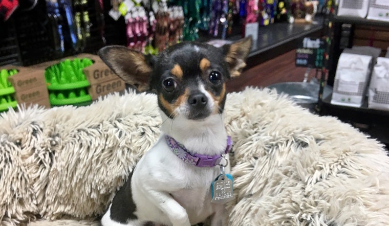 Dogs in Plano looking for their furr-ever homes