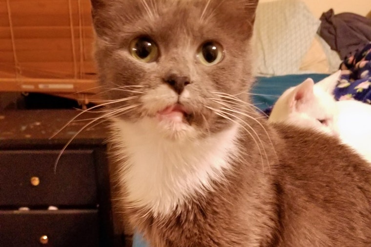 Cats in Arlington looking for their furr-ever homes