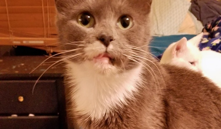 Cats in Arlington looking for their furr-ever homes