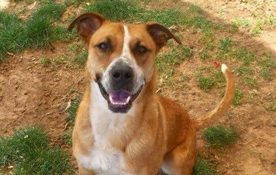 Dogs in El Paso looking for their furr-ever homes