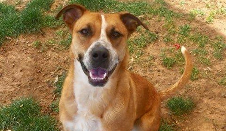 Dogs in El Paso looking for their furr-ever homes
